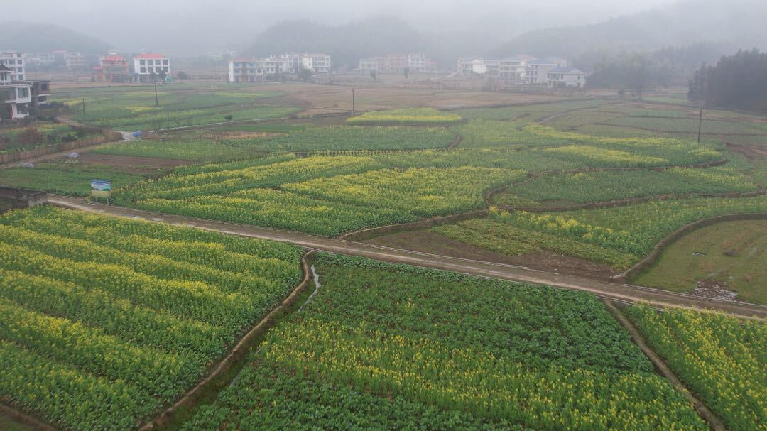 百亩油菜绘就田园美景