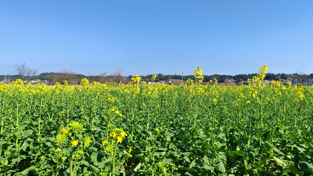 毓兰镇油菜花开春意浓