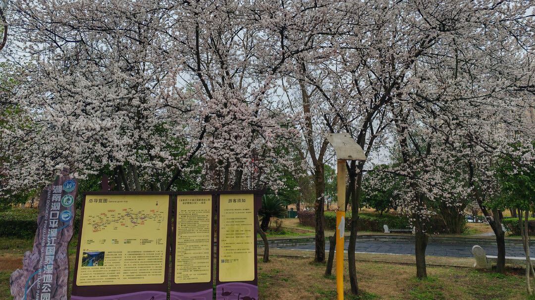 紫叶李绽放花似“雪”