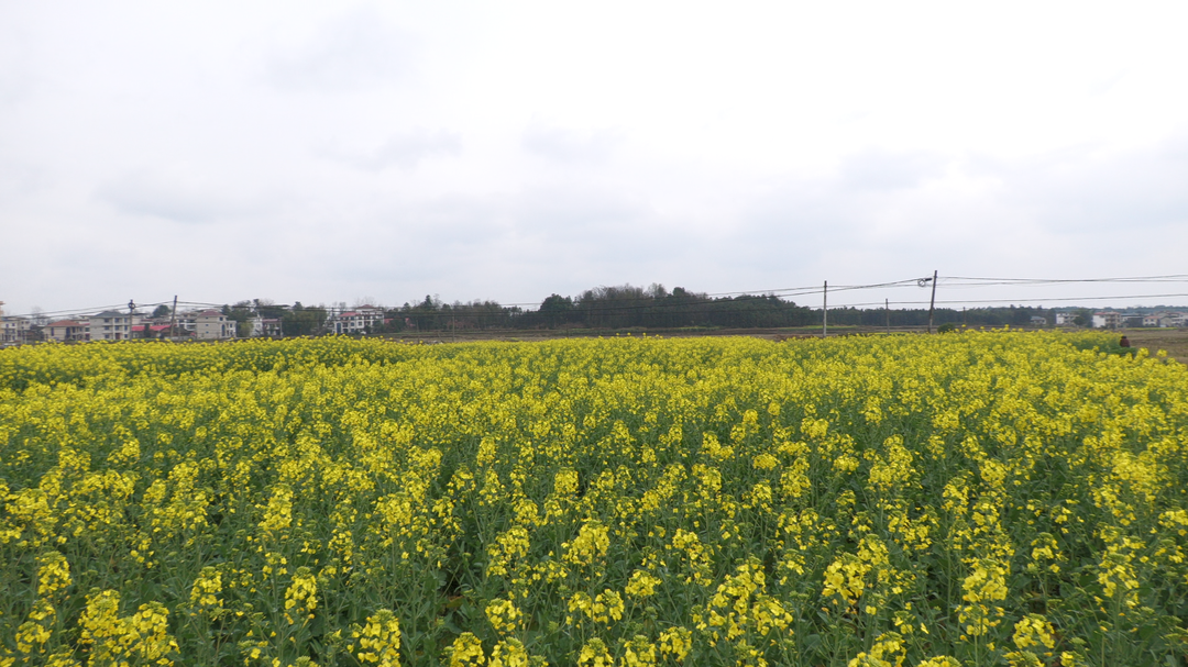 油菜花竞相绽放 岩山镇迎来春日盛景