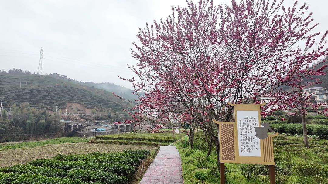 古楼乡：桃花盛开 美景如画