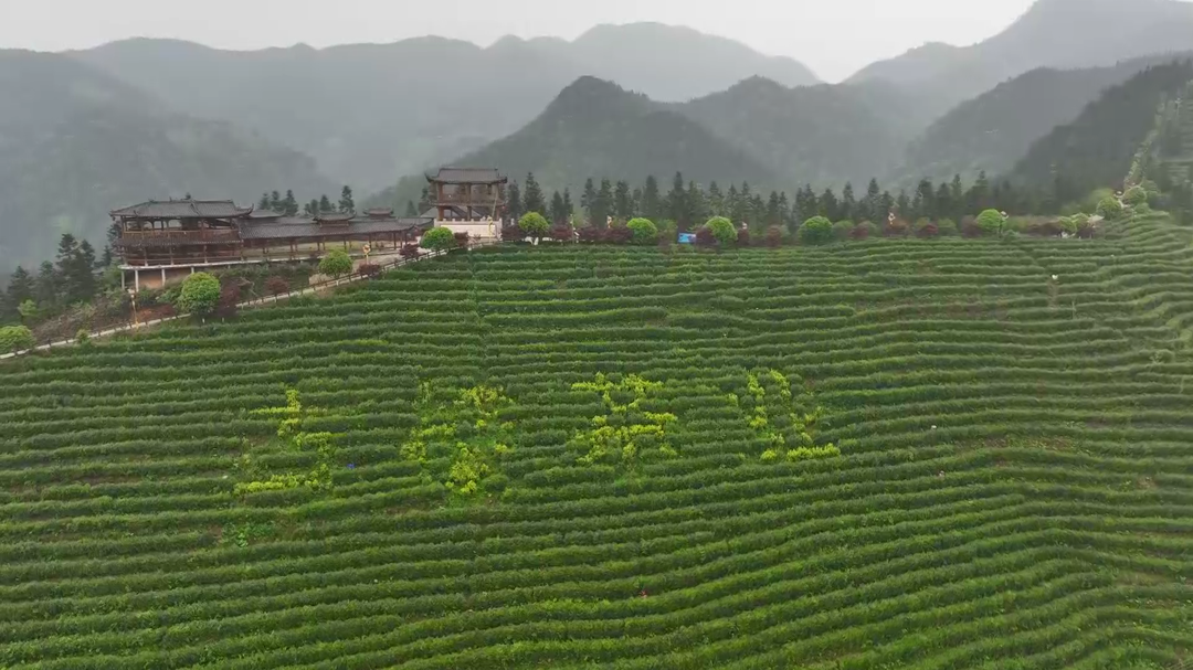 春雨润新芽 茶香满山间