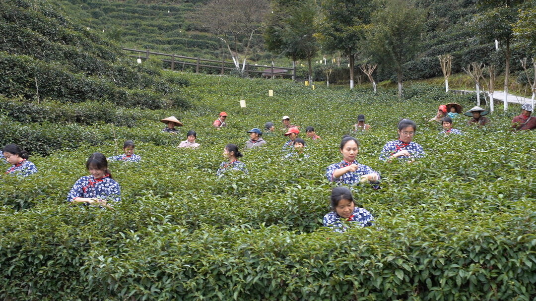 古楼乡：明前茶飘香 首批春茶抢“鲜”开采
