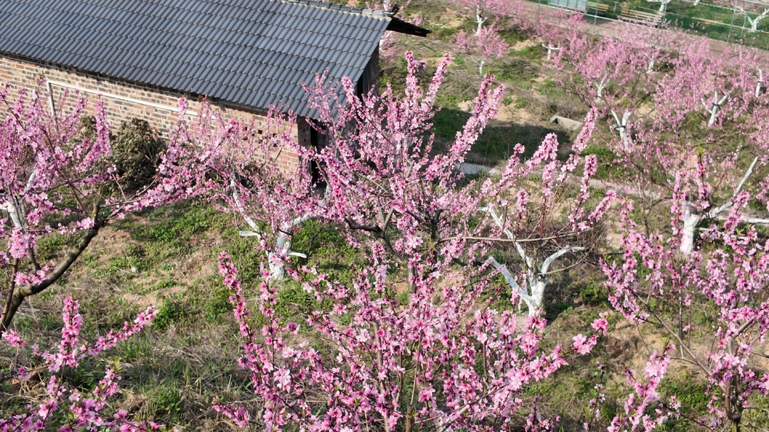 茶铺茶场：桃花朵朵开 助力乡村振兴