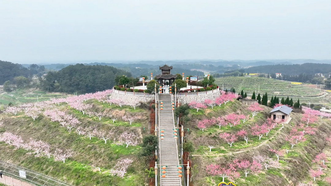 洞口茶铺茶场：十里桃花次第开，田园美景入画来
