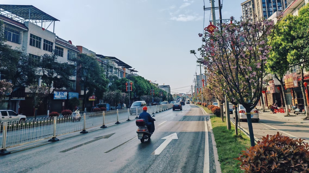 晚樱绽放风景美