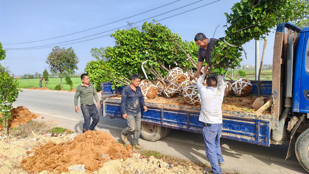 洞口县：加强省道绿化护管 打造“畅安舒美”公路环境