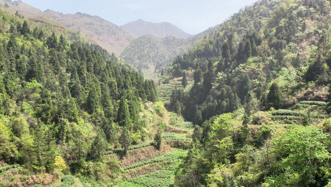 洞口大溪村：千亩高山茶进入采摘季