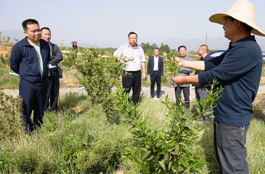 洞口县政协开展“科技赋能柑桔培育管护，助推雪峰蜜桔品牌提质增效”调研活动