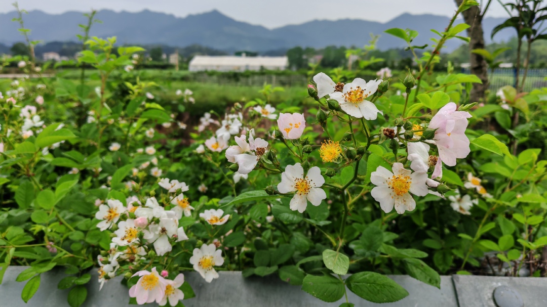 蔷薇花开惹人醉