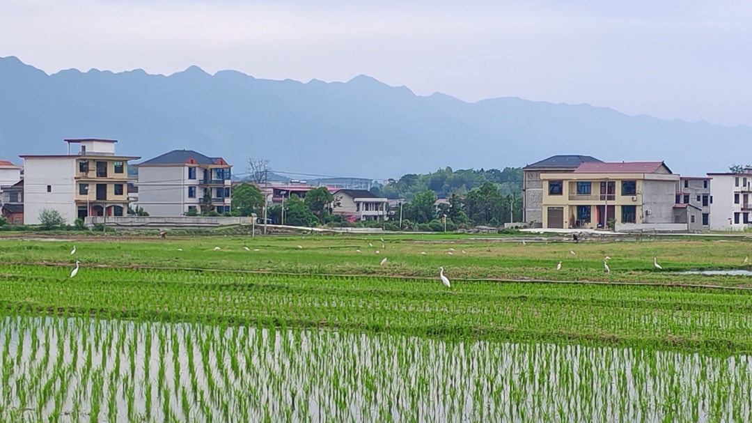 白鹭翩跹舞沃野 生态画卷展新颜