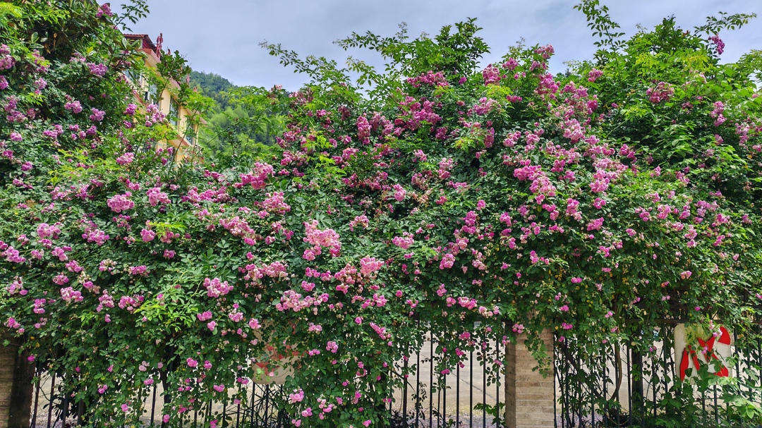 月季花墙绽放成景