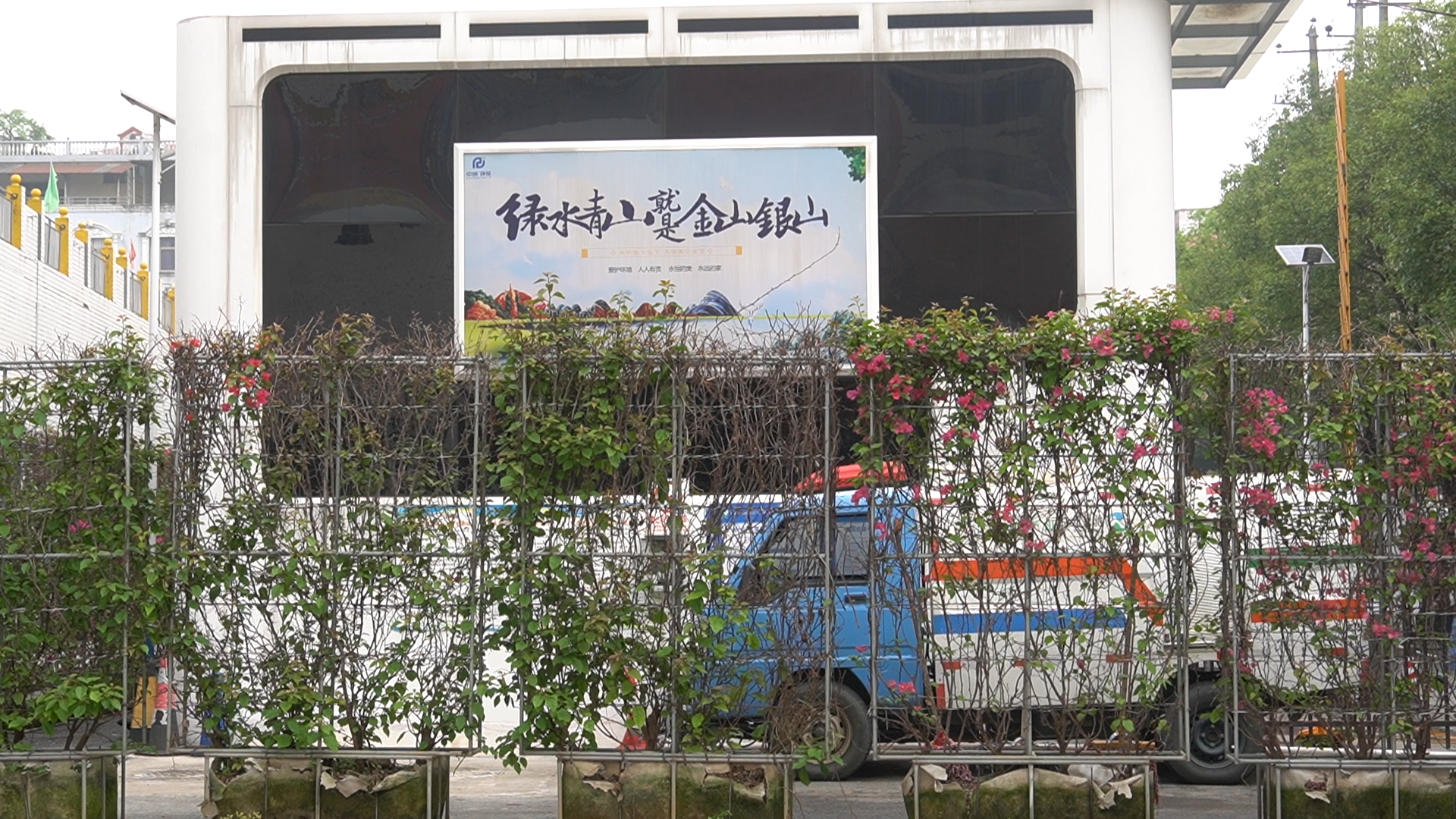 光叶子花墙扮靓桔城驿站
