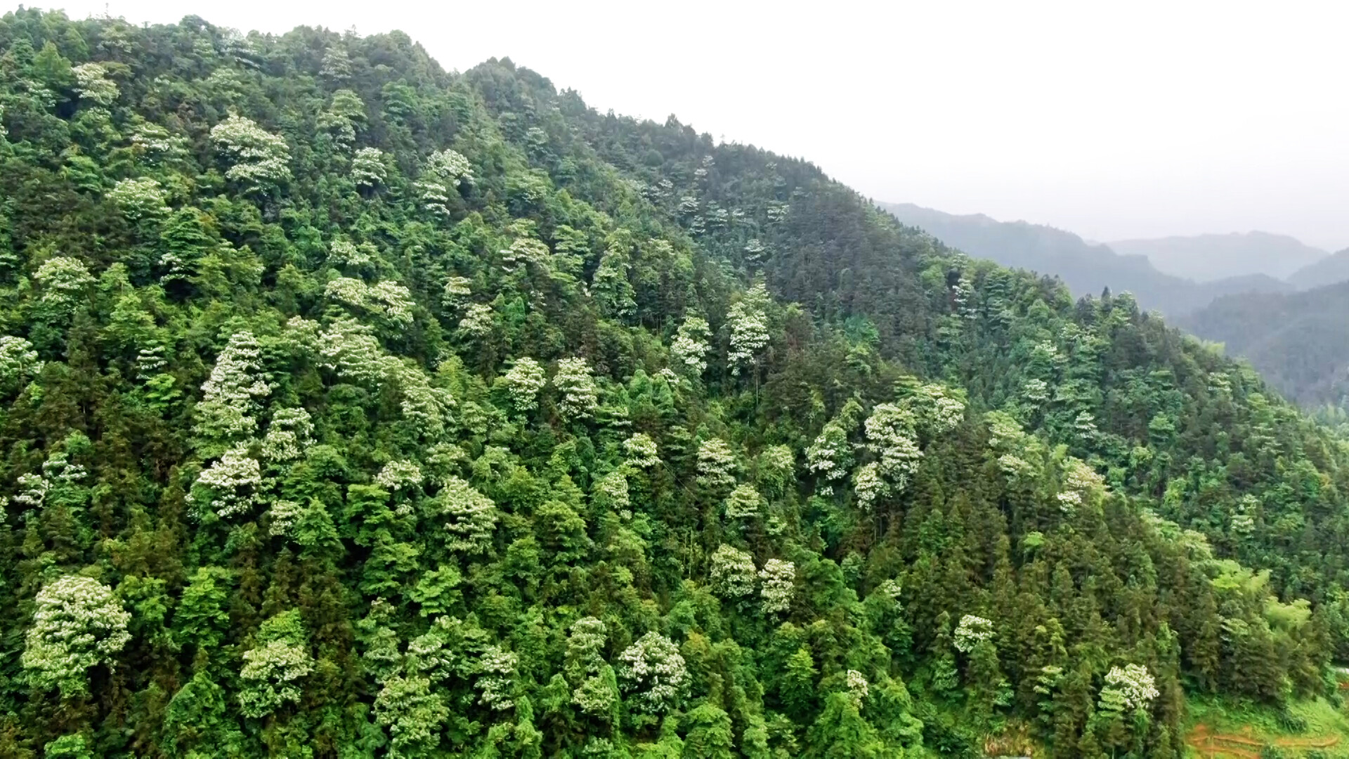 洞口：桐花绽放靓乡村