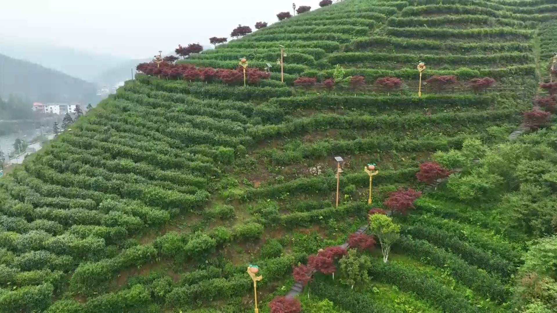 古楼乡：春日秋景 中国红枫正值最佳观赏期