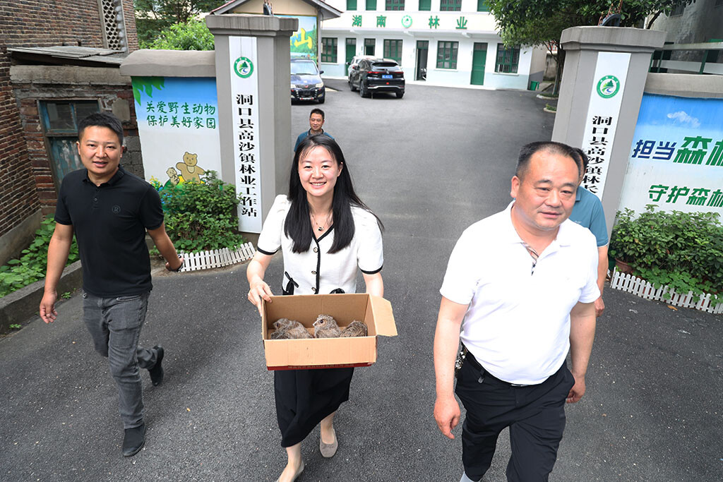 高沙镇：四只猫头鹰幼崽获救