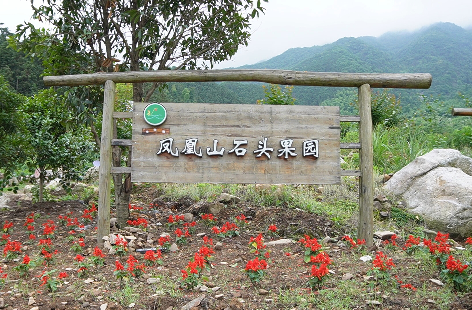 绿染荒山生“金叶”，油桃飘香促增收