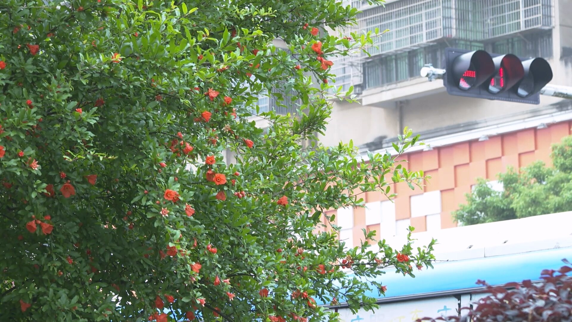 五月榴花红似火