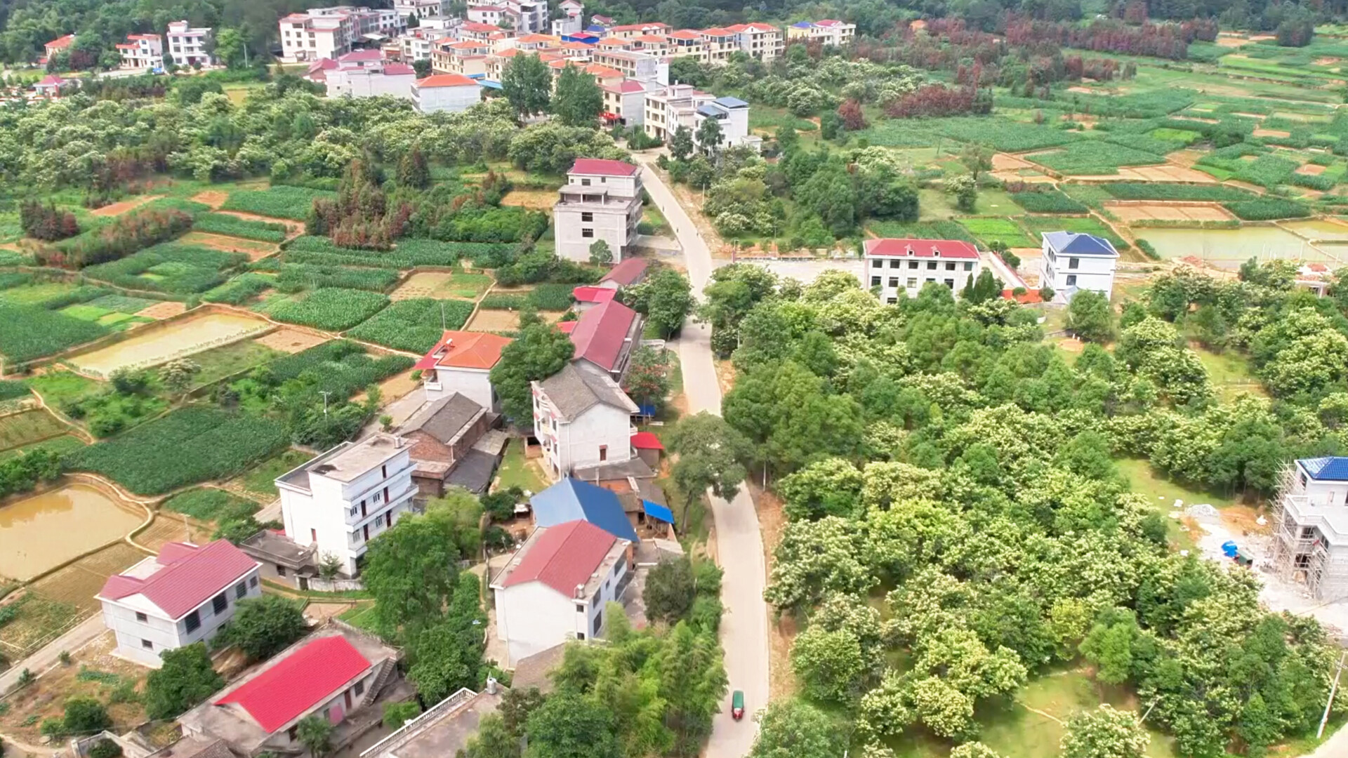 黄桥镇：板栗花开满枝头
