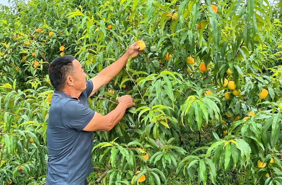 茶铺茶场管理区：黄桃成熟 采摘正当时