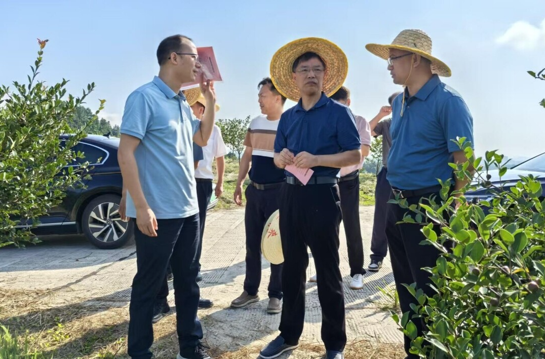 省林业局到洞口调研油茶产业发展情况
