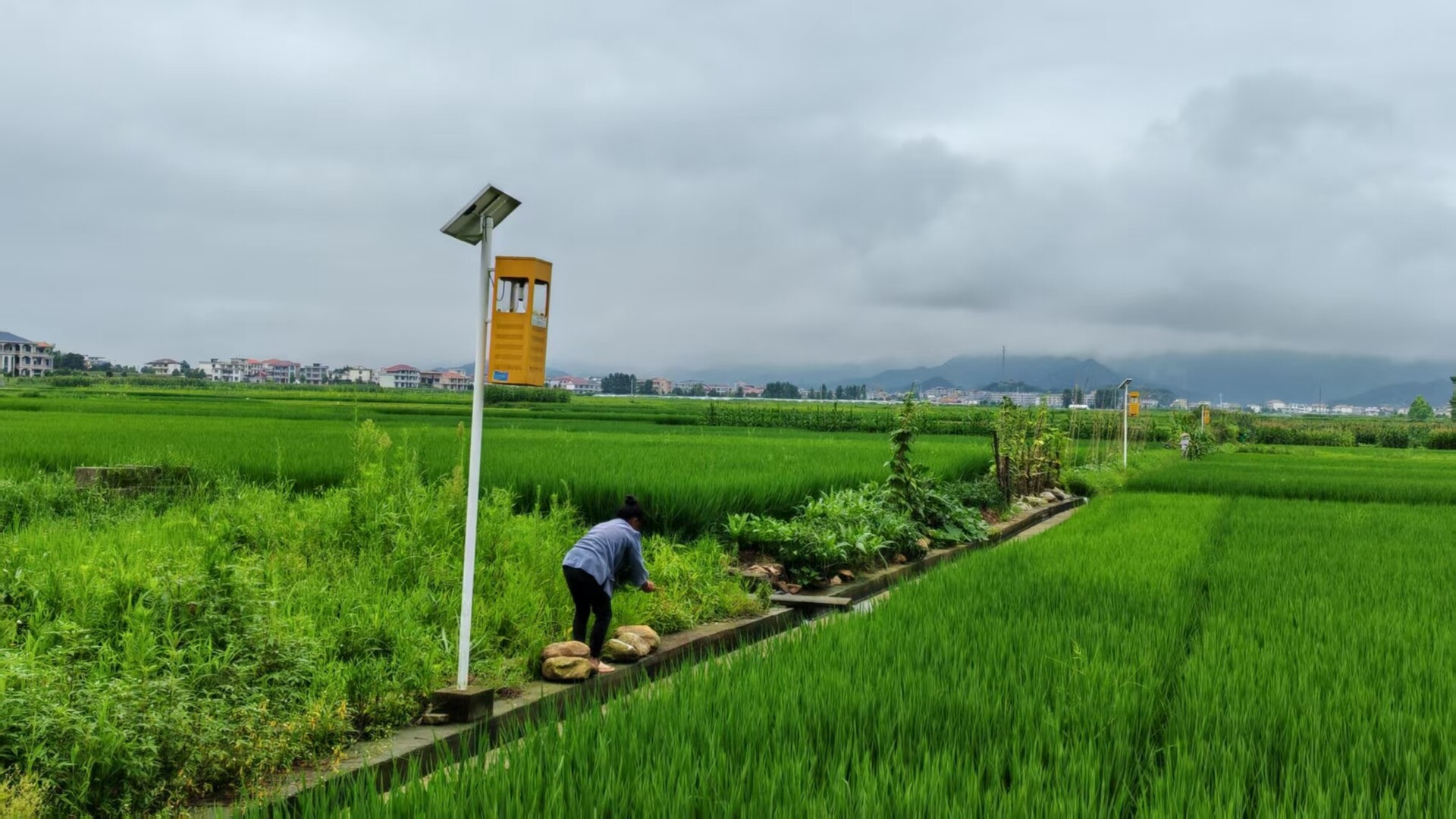 太阳能捕虫器绘就生态防控新图景