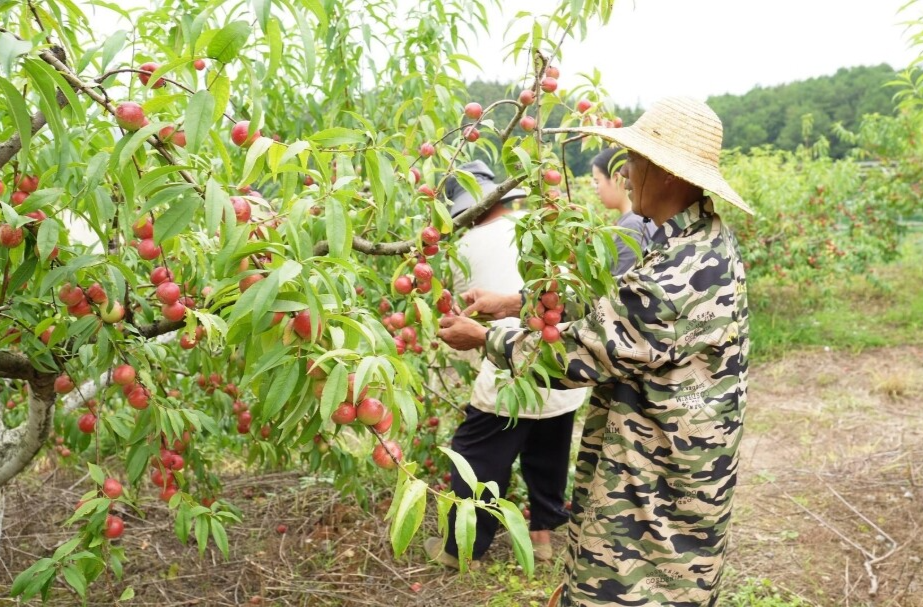 茶铺茶场管理区：珍珠枣油桃新鲜上市