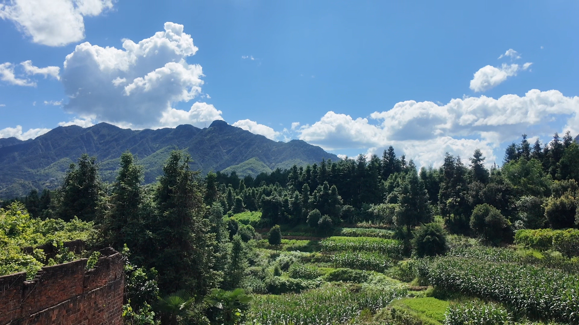 洞口高渡村：暑热渐浓绘就夏日画卷