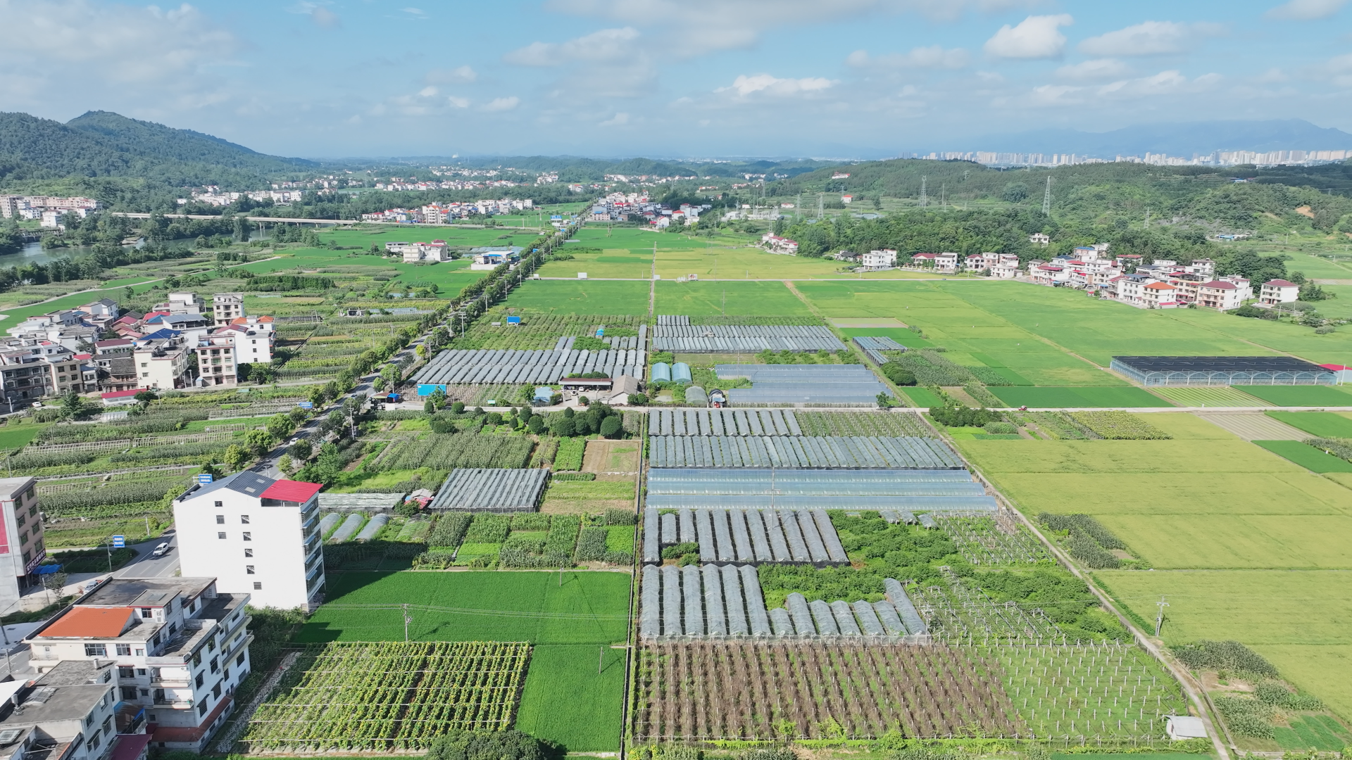 竹市鎮(zhèn)田心村：西瓜產(chǎn)業(yè)鋪就“甜蜜”致富路