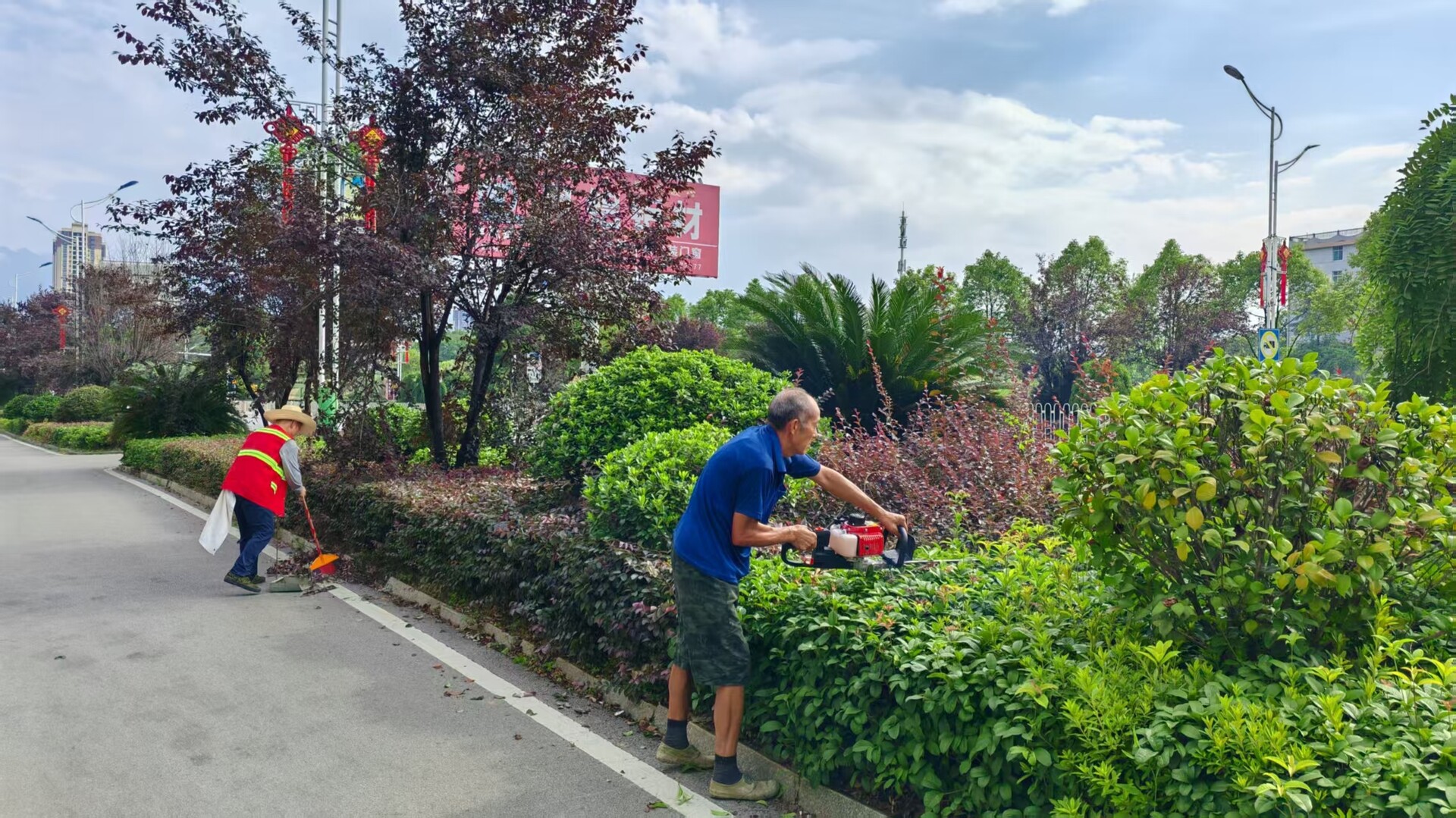 綠化苗木精修剪 城市景觀更顯靚麗