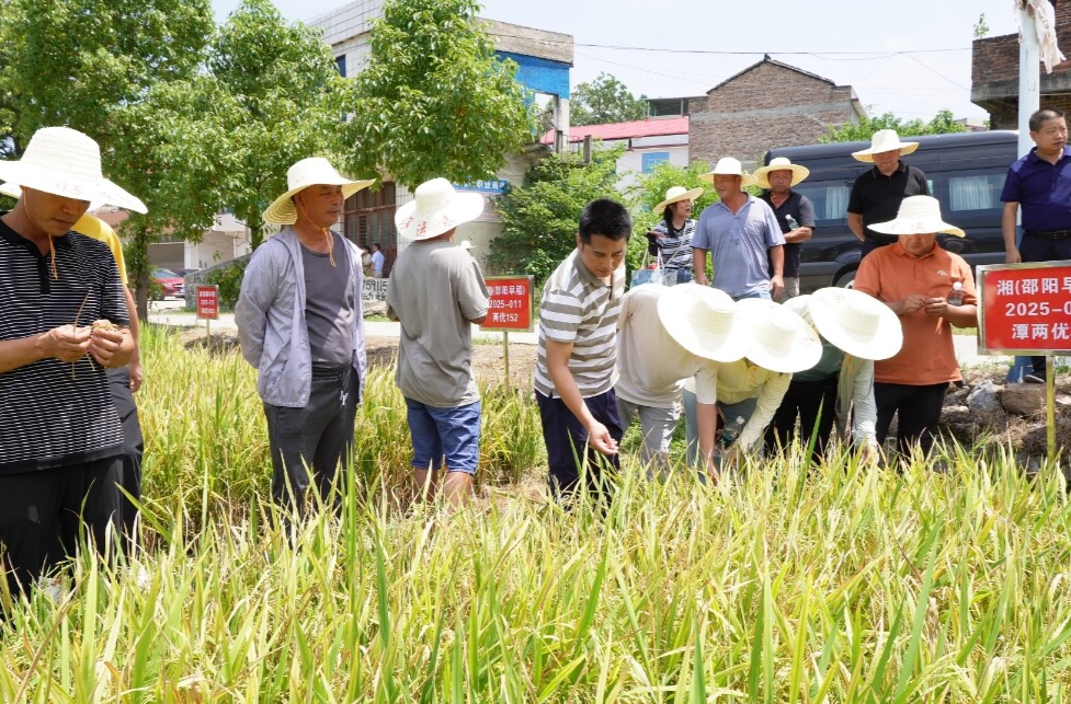 我县召开水稻优质品种丰产性展示培训观摩会
