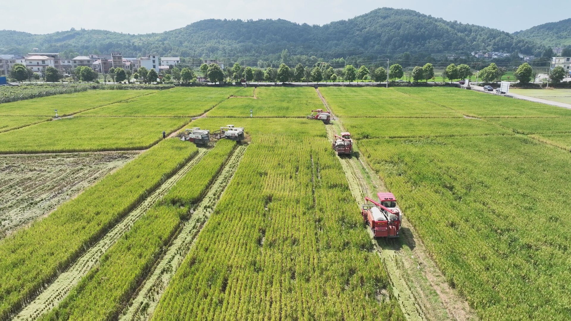 我县早稻核心示范区亩产跃升至634公斤