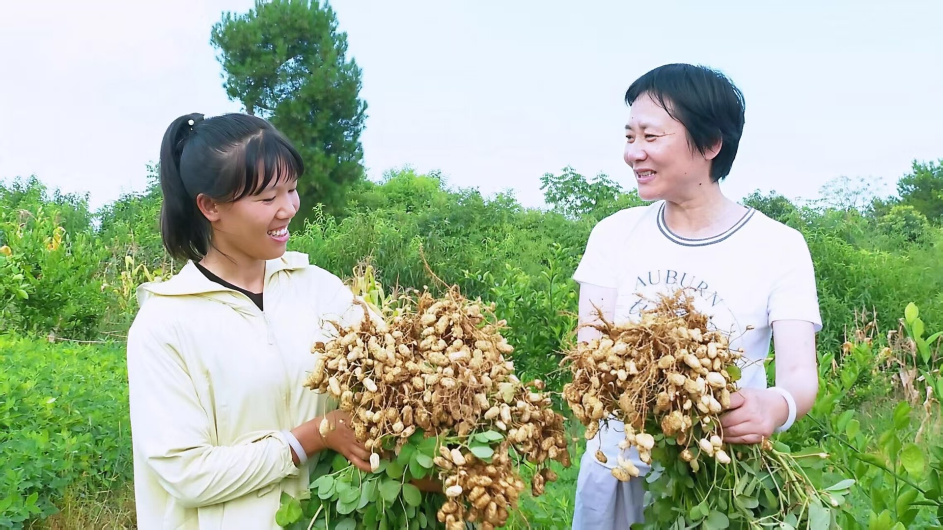 洞口：柑桔套种花生 助农“一地双收”