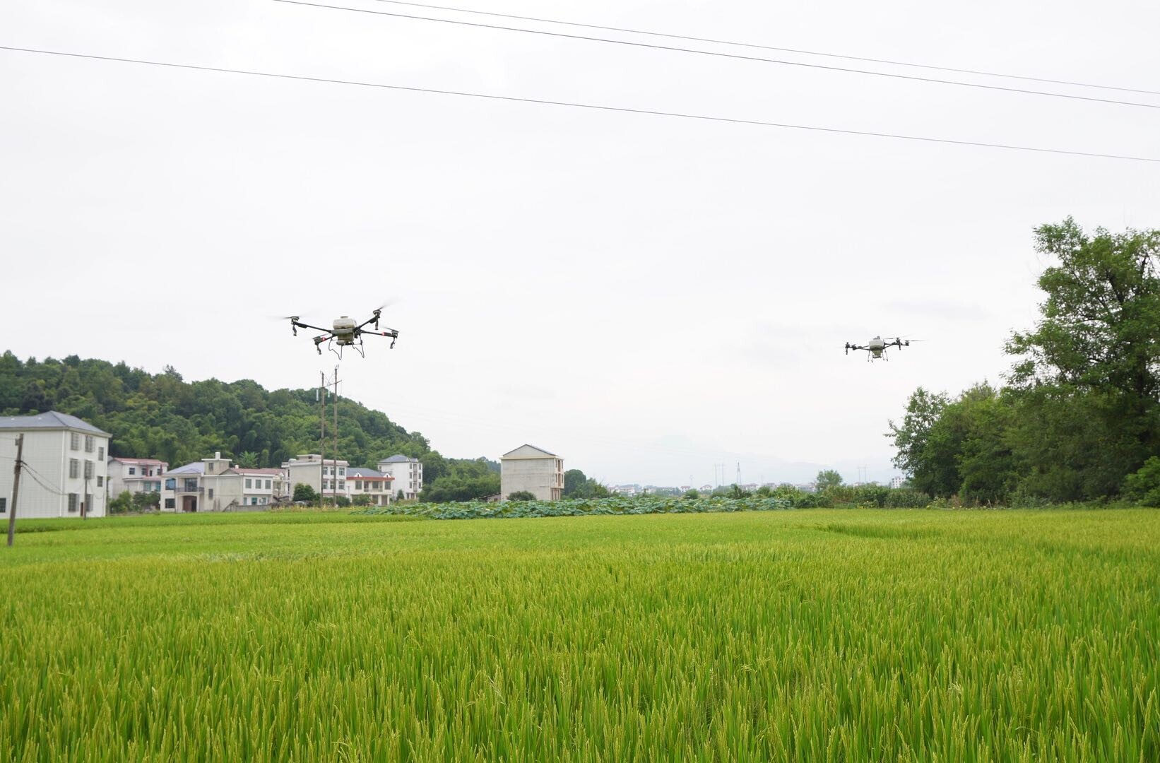 洞口縣農(nóng)業(yè)農(nóng)村局開展無人機(jī)水稻葉面阻控劑噴施作業(yè)