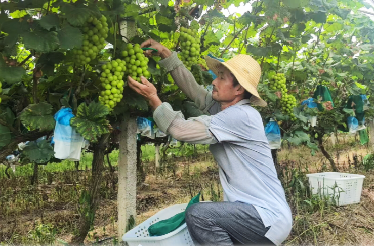 石江镇联合村：葡萄成熟采摘忙