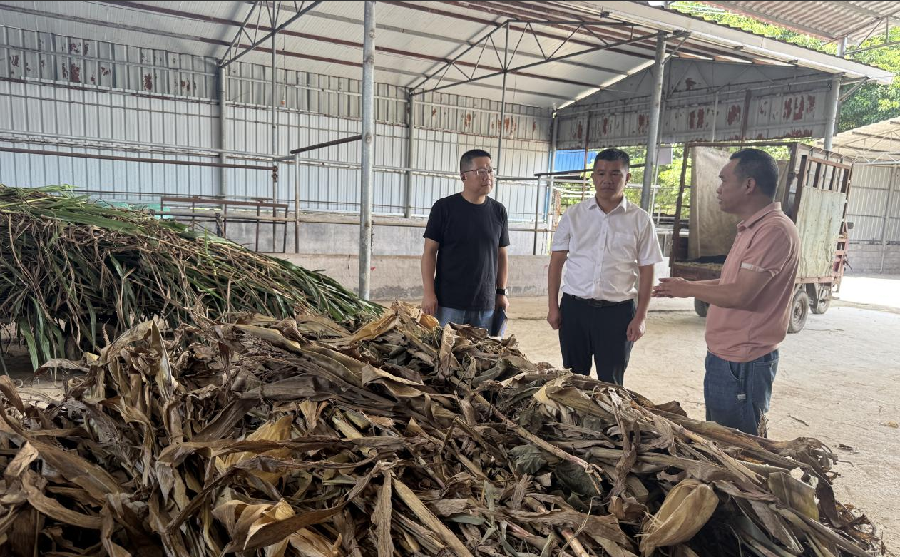 唐煜到毓兰镇调研秸秆焚烧管控及循环利用工作