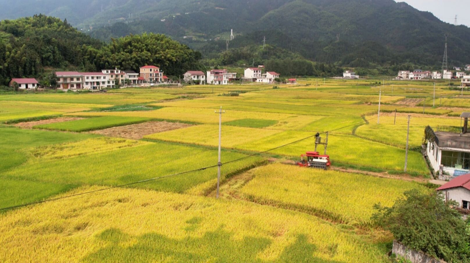 ?初秋稻飄香 機(jī)械收割忙