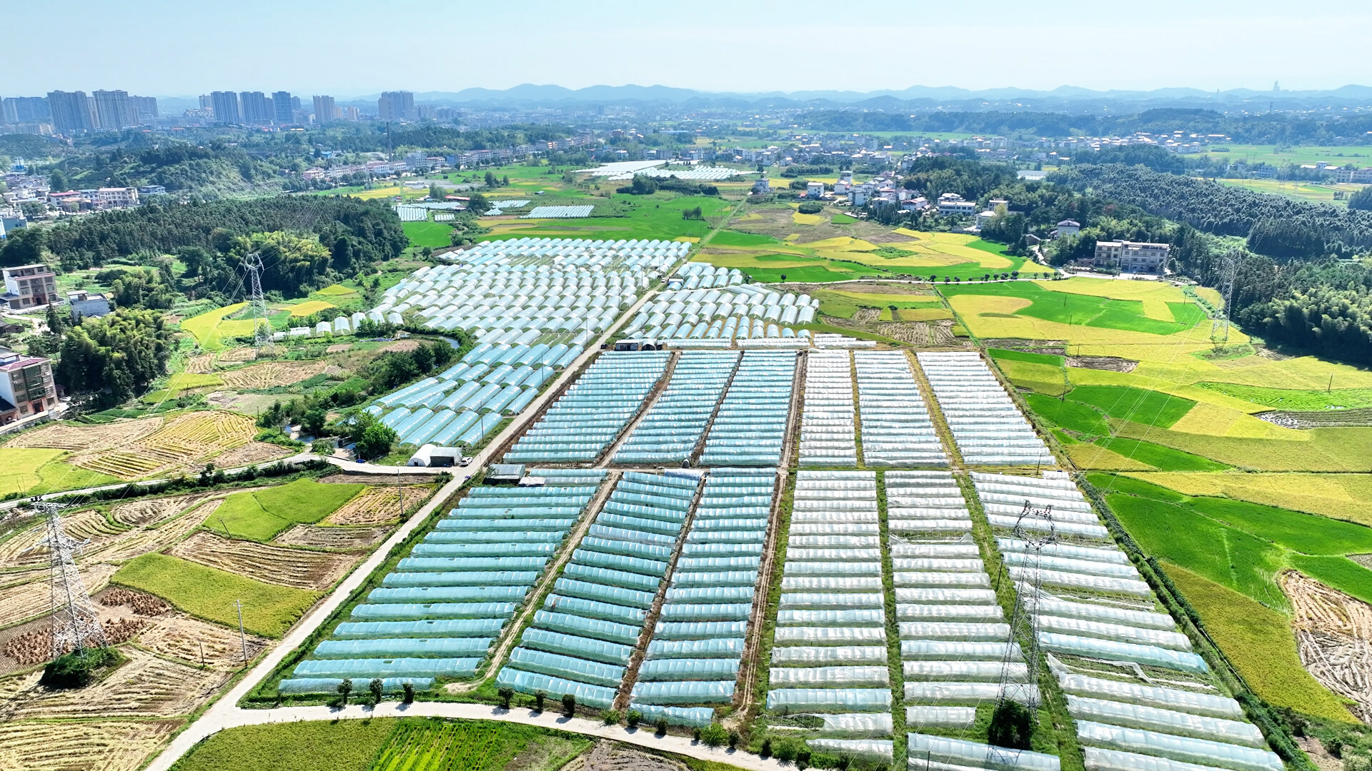 花古街道正龙村：百亩葡萄喜丰收，特色产业助振兴