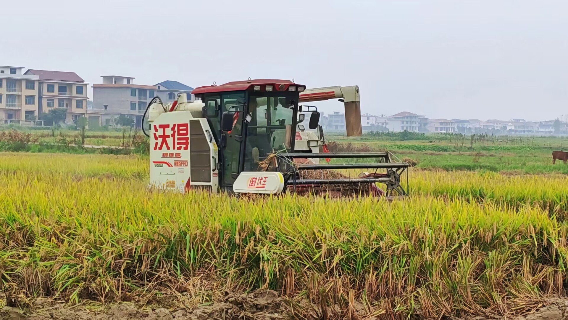 我县29万亩晚稻陆续开镰 机械化作业开启丰收序曲