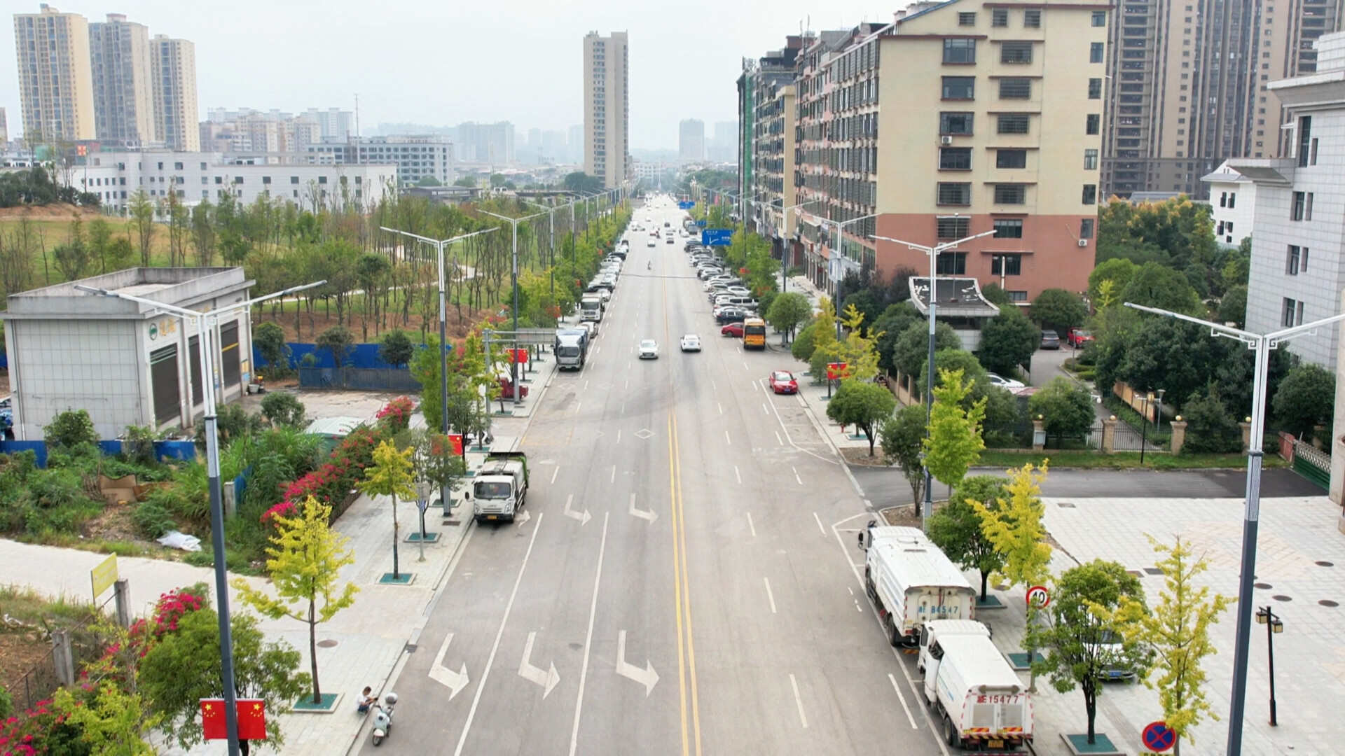 洞口：金秋银杏扮靓城市街景