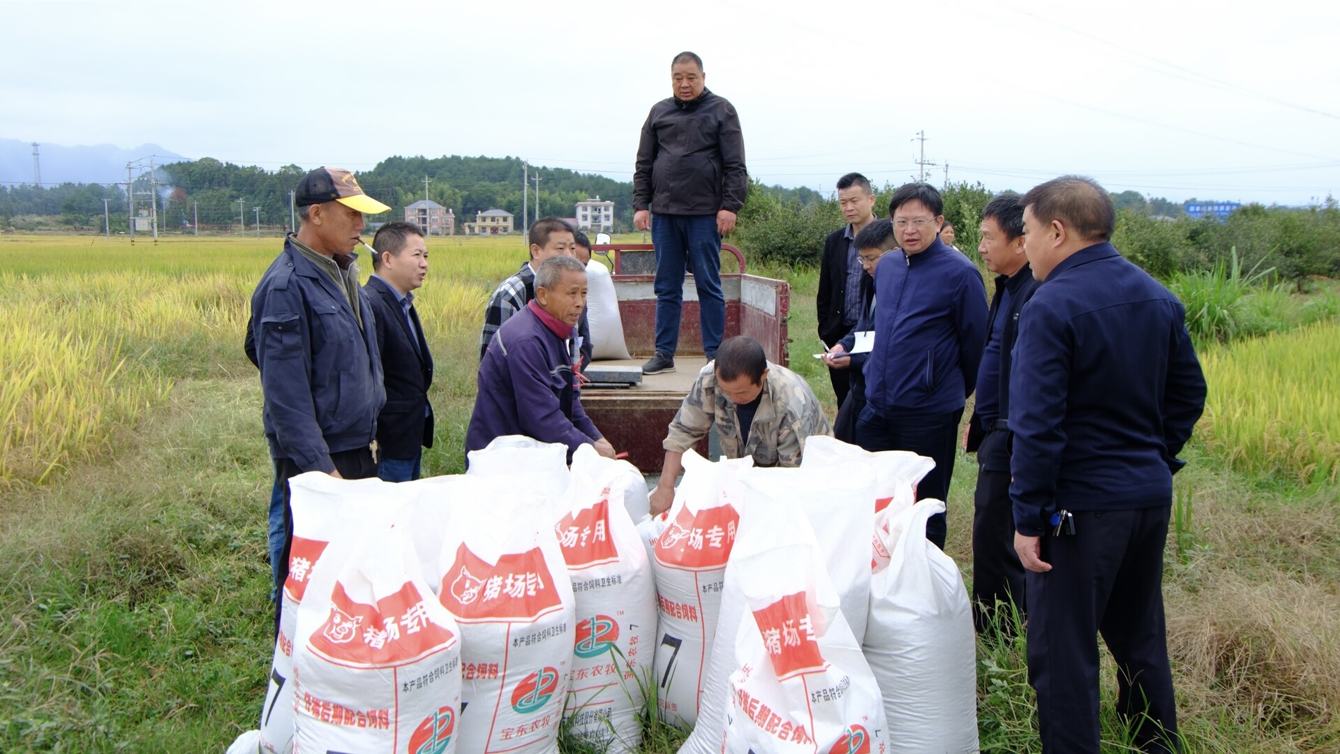 洞口县开展晚稻测产观摩活动