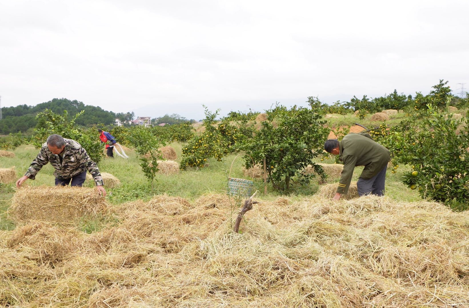 洞口：“秸秆覆园” 助力雪峰蜜桔产业提质增效