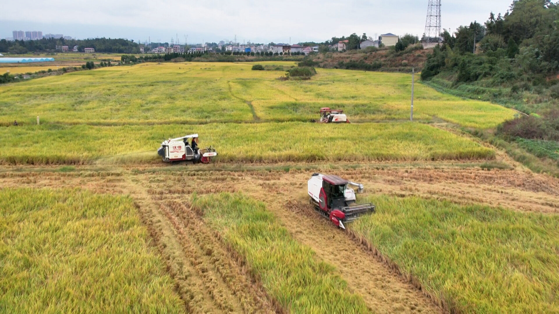 洞口县花古街道：“稻稻油”轮作种植 促进农业增效、农民增收