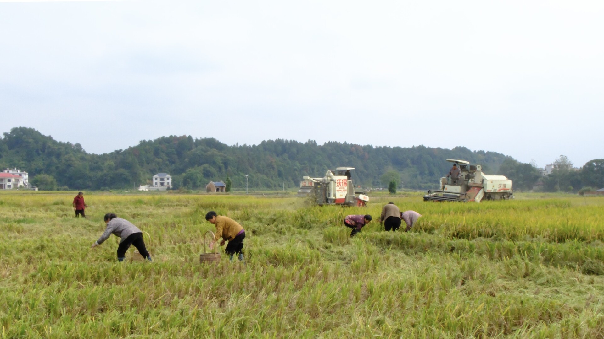 花园镇黄金村：800亩晚稻开镰 机械化助力丰收