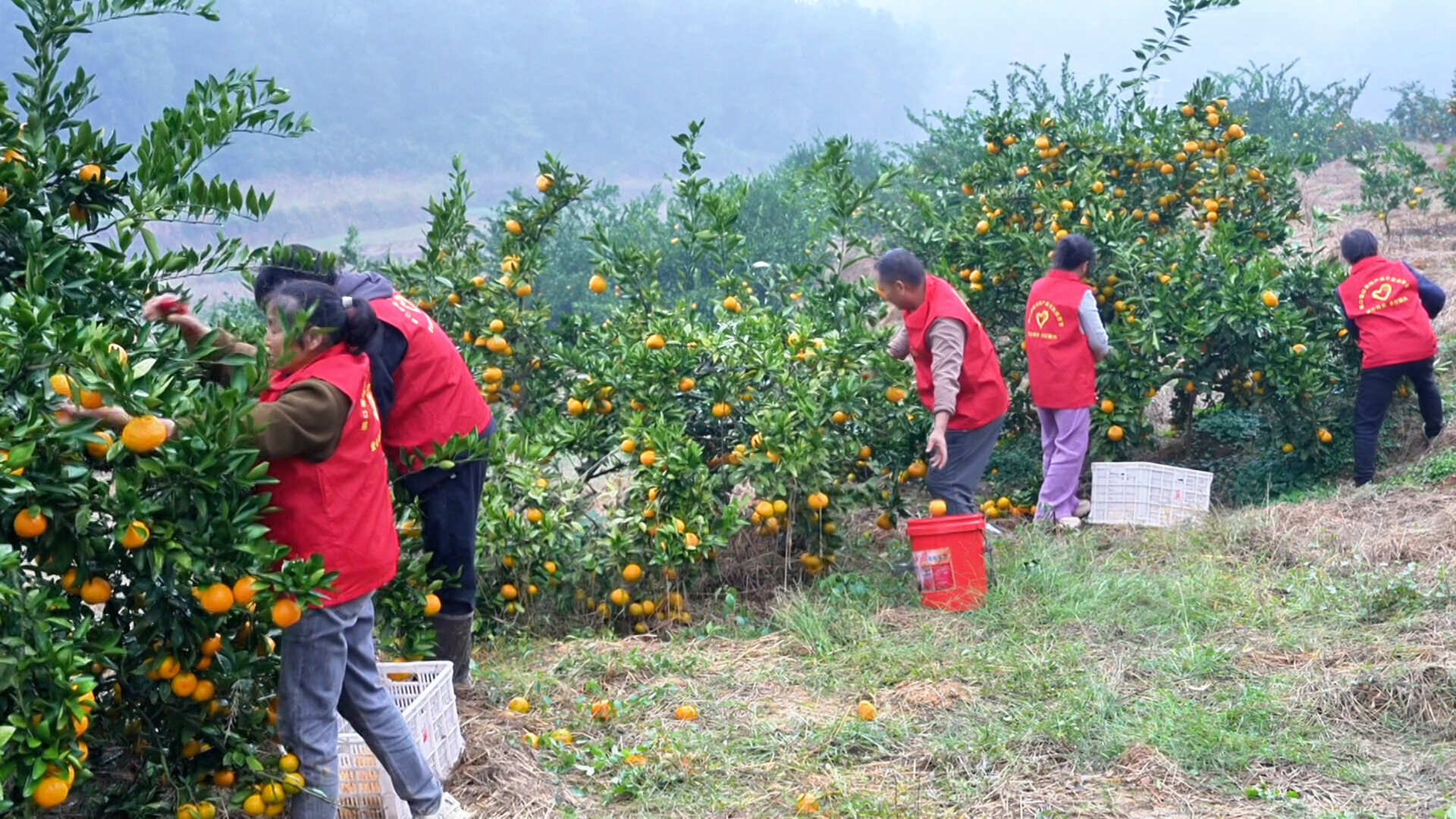 洞口：邀湘超球员认领雪峰蜜桔树  以农产活力助燃赛场