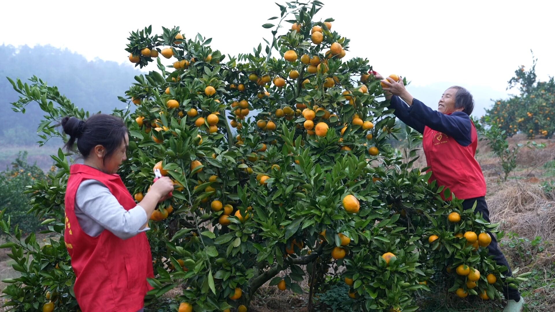 我县雪峰蜜桔产量与品质双双再创新高