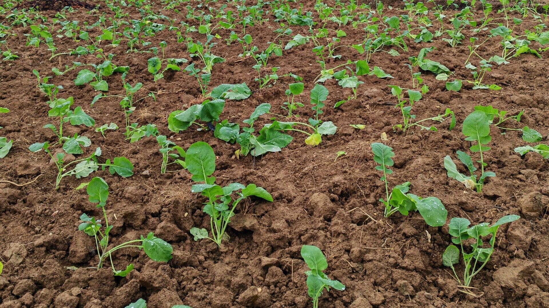 洞口：冬闲田变增收田 油菜移栽正当时