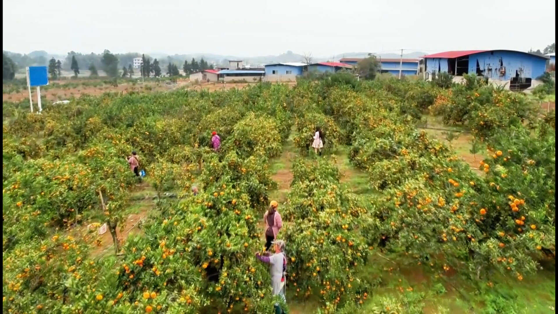竹市镇曲塘村：雪峰蜜桔满枝头 果农甜蜜迎丰收