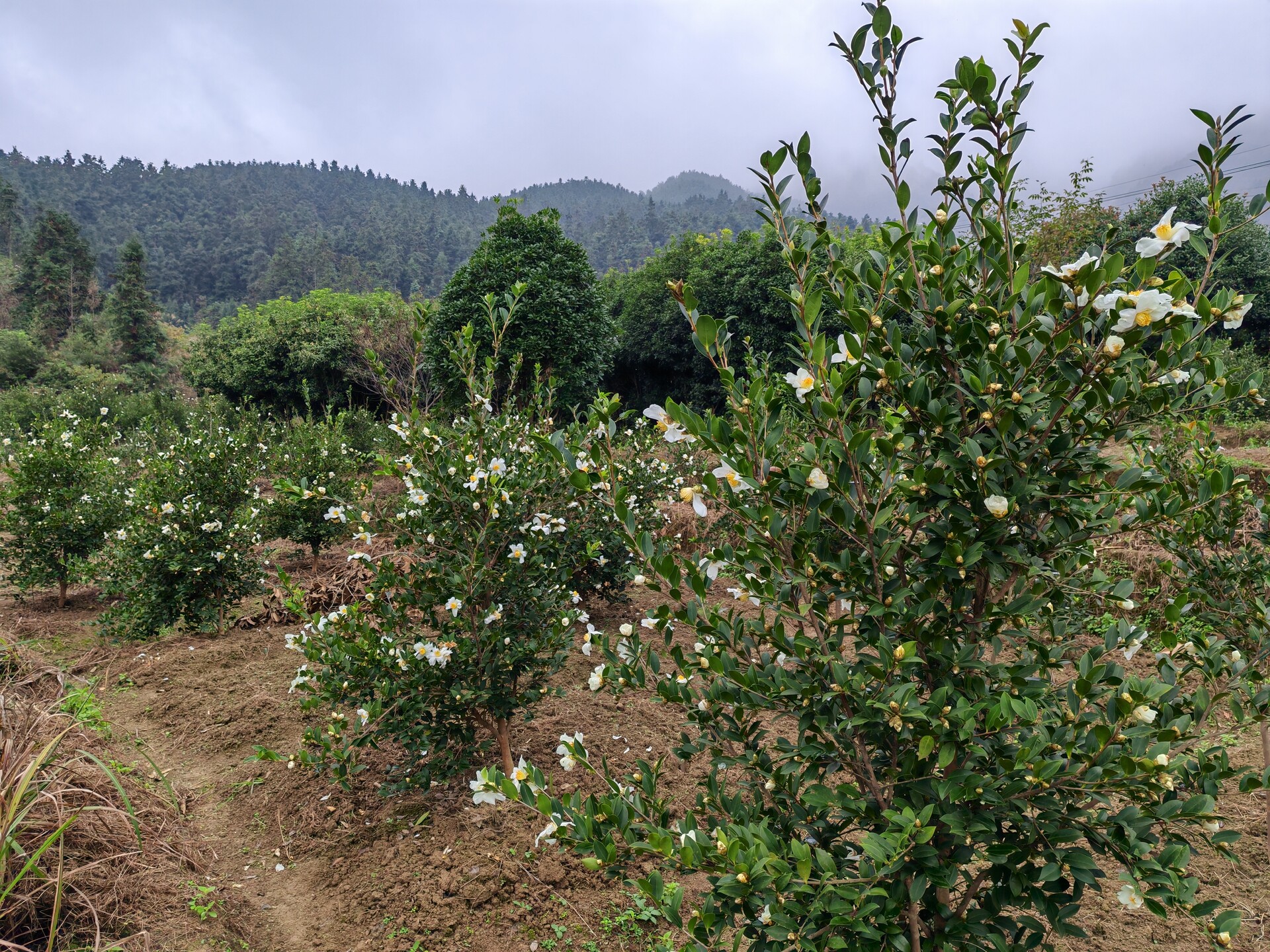 毓兰镇凤溪村：油茶花盛绽如覆雪 繁花兆示来年丰