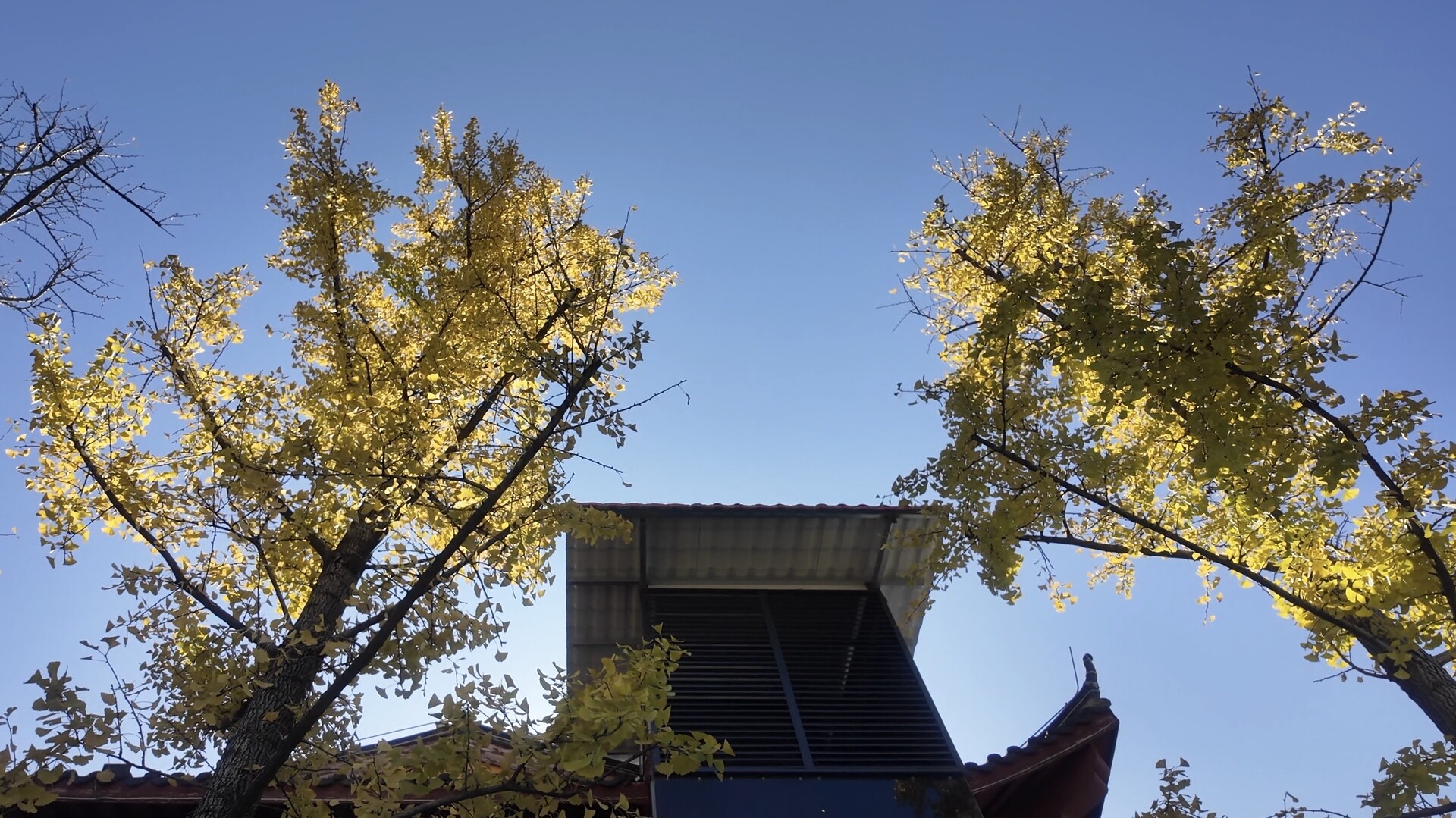 洞口河长制主题公园：银杏鎏金迎最佳观赏期